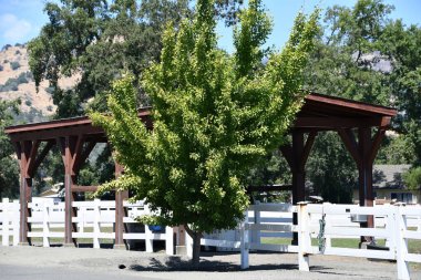 CALISTOGA CA - 11 AUG: 11 Ağustos 2023 'te Calistoga, Kaliforniya' daki Napa Vadisi 'ndeki Tamber Bey üzüm bağları,.