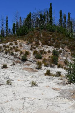 Calistoga, Kaliforniya 'daki Taşlaşmış Orman