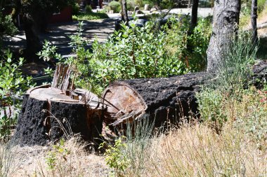 Calistoga, Kaliforniya 'daki Taşlaşmış Orman