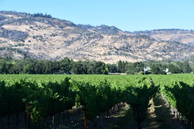 NAPA CA - 11 Ağustos 2023 'te Kaliforniya Napa Vadisi' nde görülen üzüm bağları.