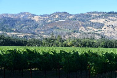 NAPA CA - 11 Ağustos 2023 'te Kaliforniya Napa Vadisi' nde görülen üzüm bağları.