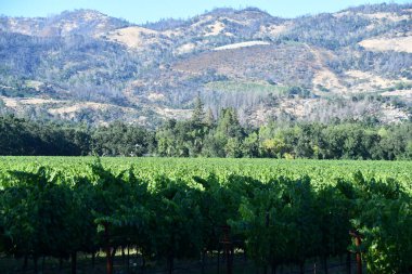 NAPA CA - 11 Ağustos 2023 'te Kaliforniya Napa Vadisi' nde görülen üzüm bağları.