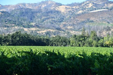 NAPA CA - 11 Ağustos 2023 'te Kaliforniya Napa Vadisi' nde görülen üzüm bağları.