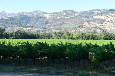 NAPA CA - 11 Ağustos 2023 'te Kaliforniya Napa Vadisi' nde görülen üzüm bağları.