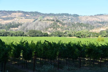 NAPA CA - 11 Ağustos 2023 'te Kaliforniya Napa Vadisi' nde görülen üzüm bağları.
