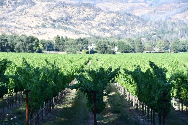 NAPA CA - 11 Ağustos 2023 'te Kaliforniya Napa Vadisi' nde görülen üzüm bağları.