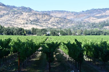 NAPA CA - 11 Ağustos 2023 'te Kaliforniya Napa Vadisi' nde görülen üzüm bağları.