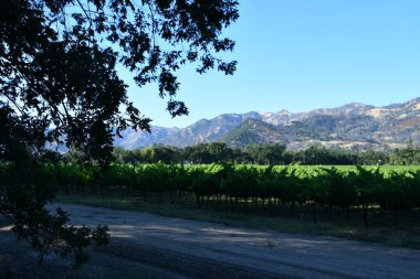 NAPA CA - 11 Ağustos 2023 'te Kaliforniya Napa Vadisi' nde görülen üzüm bağları.