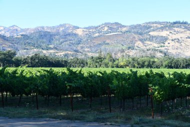 NAPA CA - 11 Ağustos 2023 'te Kaliforniya Napa Vadisi' nde görülen üzüm bağları.