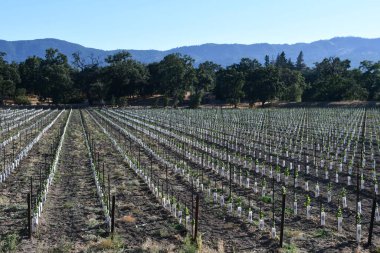 NAPA CA - 11 Ağustos 2023 'te Kaliforniya Napa Vadisi' nde görülen üzüm bağları.