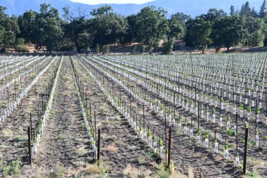 NAPA CA - 11 Ağustos 2023 'te Kaliforniya Napa Vadisi' nde görülen üzüm bağları.