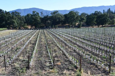 NAPA CA - 11 Ağustos 2023 'te Kaliforniya Napa Vadisi' nde görülen üzüm bağları.