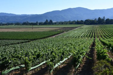 NAPA CA - 11 Ağustos 2023 'te Kaliforniya Napa Vadisi' nde görülen üzüm bağları.
