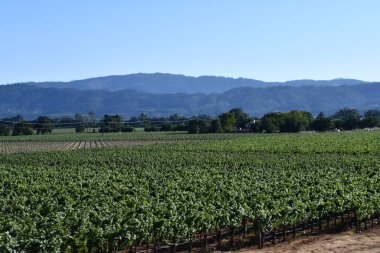 NAPA CA - 11 Ağustos 2023 'te Kaliforniya Napa Vadisi' nde görülen üzüm bağları.