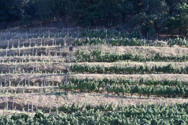 NAPA CA - 11 Ağustos 2023 'te Kaliforniya Napa Vadisi' nde görülen üzüm bağları.