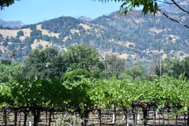 NAPA CA - 11 Ağustos 2023 'te Kaliforniya Napa Vadisi' nde görülen üzüm bağları.