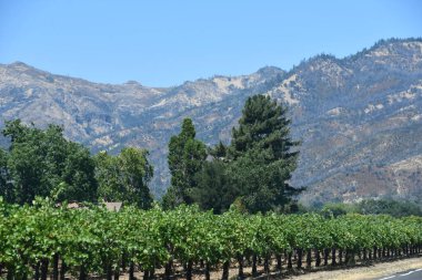 NAPA CA - 11 Ağustos 2023 'te Kaliforniya Napa Vadisi' nde görülen üzüm bağları.