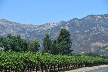 NAPA CA - 11 Ağustos 2023 'te Kaliforniya Napa Vadisi' nde görülen üzüm bağları.