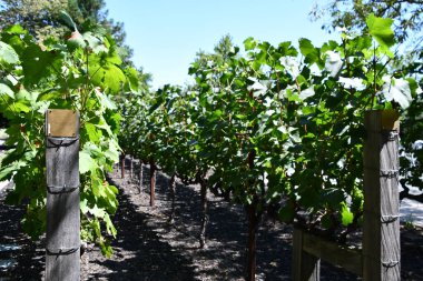 NAPA CA - 11 Ağustos 2023 'te Kaliforniya Napa Vadisi' nde görülen üzüm bağları.