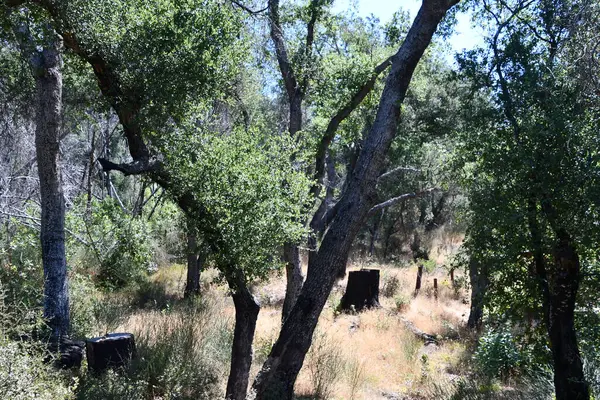 Calistoga, Kaliforniya 'daki Taşlaşmış Orman