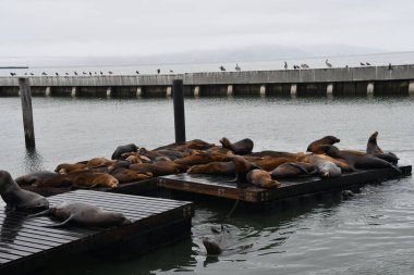 mühürler, pier 39 san Francisco, california