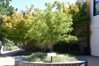 Santa Rosa ROSA CA - 11 Ağustos 2023 'te Santa Rosa, Kaliforniya' daki Charles M Schulz Müzesi ve Araştırma Merkezi 'nde görüldü..