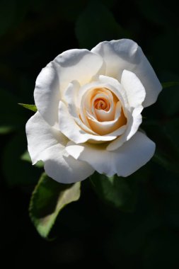 Bahçede güzel bir gül