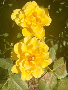 Bahçede güzel bir gül