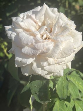 Bahçede güzel bir gül