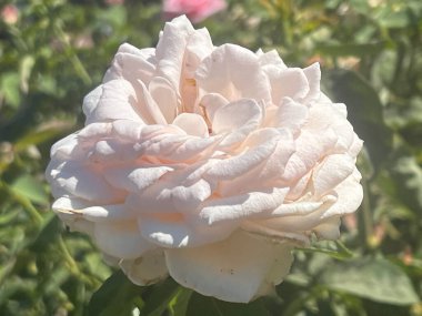 Bahçede güzel bir gül