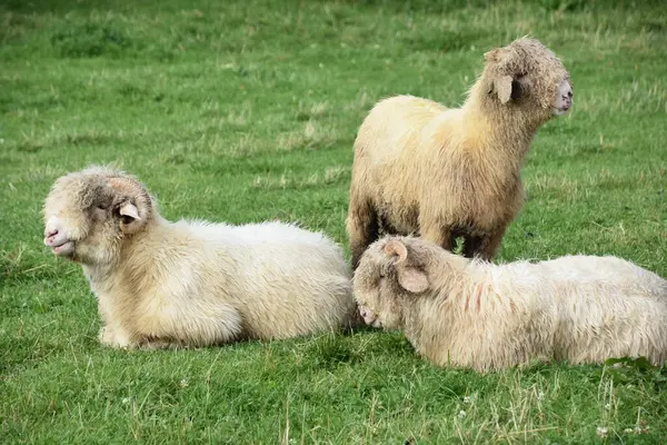 Merino Sheep on a Farm