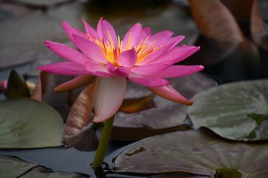 Lily Flowers on Lily Pad