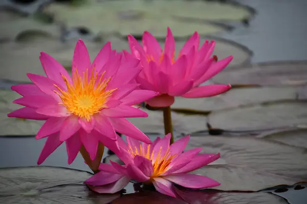 Lily Flowers on Lily Pad