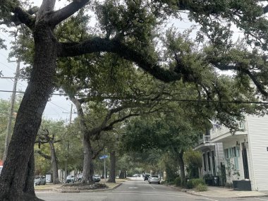 NEW ORLEANS, LOUISIANA - 26 Kasım 2023 'te New Orleans, Louisiana' daki Esplanade Bulvarı 'nda görülen Oak Trees.