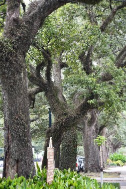 NEW ORLEANS, LOUISIANA - 26 Kasım 2023 'te New Orleans, Louisiana' daki Esplanade Bulvarı 'nda görülen Oak Trees.