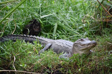 Bir timsahın yakınına