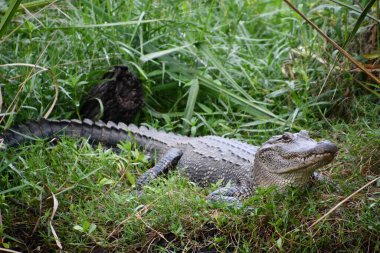 Bir timsahın yakınına