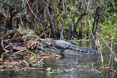 Bir timsahın yakınına