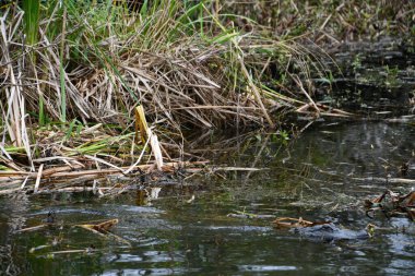 Bir timsahın yakınına