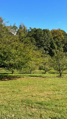 An Apple Orchard in Connecticut USA