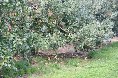 An Apple Orchard in Connecticut USA