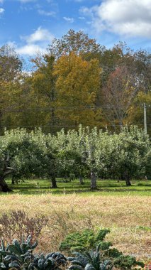 An Apple Orchard in Connecticut USA