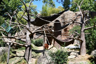 Sacramento Hayvanat Bahçesi, 12 Ağustos 2023 'te Kaliforniya' da görüldüğü gibi..