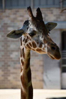 Hayvanat bahçesindeki bir zürafa
