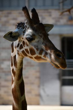 Hayvanat bahçesindeki bir zürafa