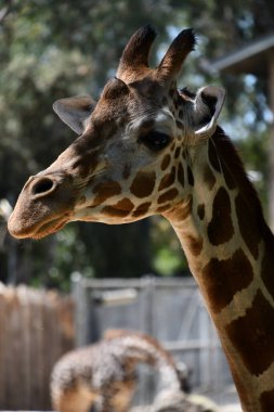 Hayvanat bahçesindeki bir zürafa