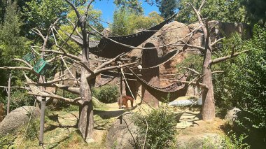 Bir hayvanat bahçesi Orangutan