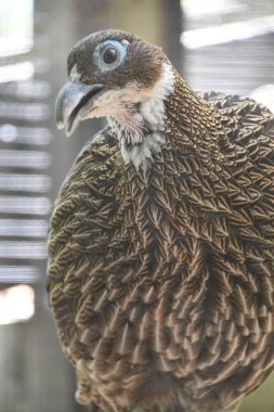 Büyük bir Sülün Kuşu