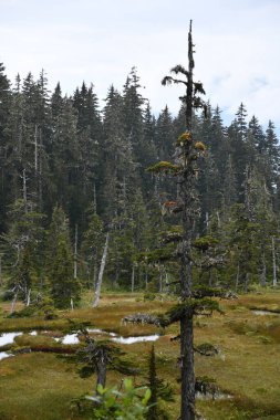 Buz Boğazı, Alaska 'daki Hoonah Dağı' nın tepesindeki Tongass Ulusal Ormanı