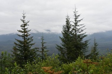 Buz Boğazı, Alaska 'daki Hoonah Dağı' nın tepesindeki Tongass Ulusal Ormanı